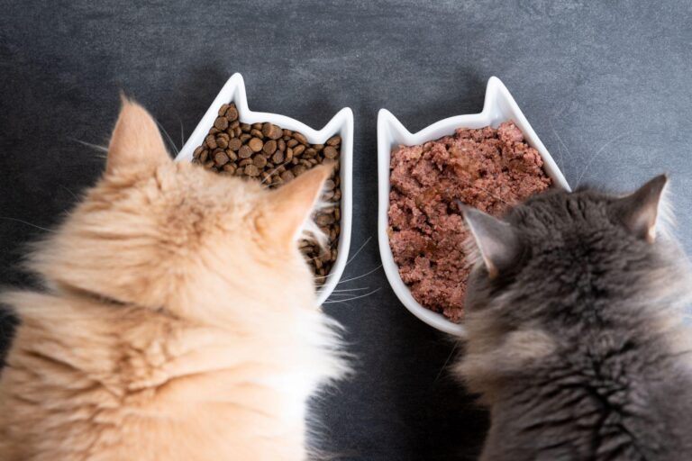 Katzenfutter umstellen – so gelingt die Futterumstellung bei wählerischen Katzen 🐱