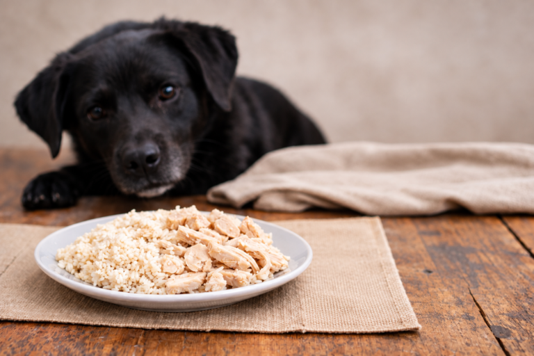 Durchfall beim Hund – Ursachen und bewährte Hausmittel, die wirklich helfen